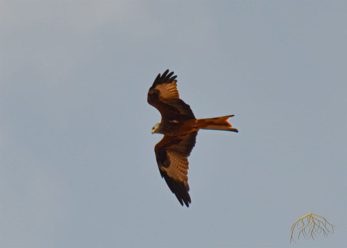 The higher you go the better you see