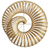 Spirale_Gold-Rod_2-removebg-preview